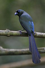 Racket-tailed Treepie